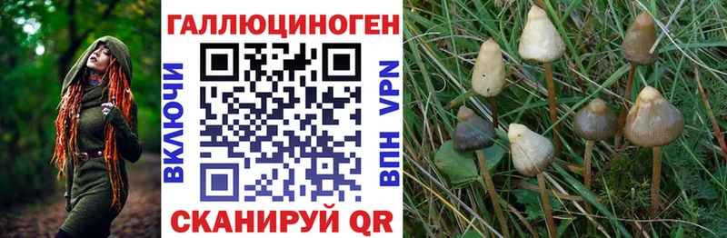 купить наркотик  блэк спрут как зайти  Галлюциногенные грибы GOLDEN TEACHER  Георгиевск 