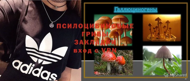 мориарти официальный сайт  наркота  Георгиевск  Псилоцибиновые грибы Cubensis 